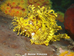 Rhinopias sp. or Weedy Scorpionfish in a yellow phase. by Bonnie Mckenna 